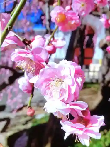 成願寺(東京都)