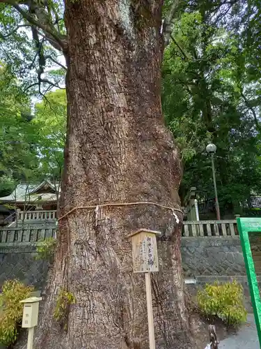五所神社の自然