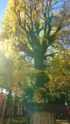 鬼子母神堂　(法明寺）の自然