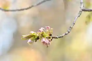 磐椅神社(福島県)(2023年04月19日(水) 21時47分34秒投稿)