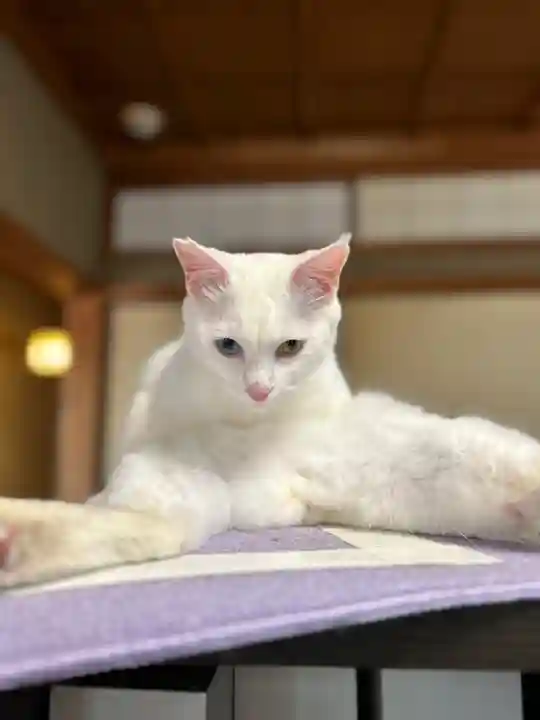 王子神社の動物
