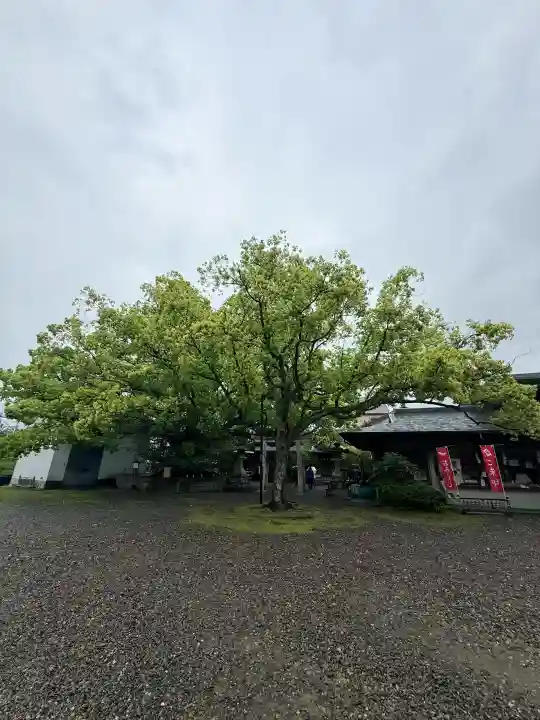 闘鶏神社の{uncategorized: "未分類", other: "その他", undefined: "問題あり", building: "その他建物", grave: "お墓", sacred_gate: "鳥居", guardian: "狛犬", statue: "像", buddha: "仏像", history: "歴史", nature: "自然", garden: "庭園", animal: "動物", pagoda: "塔", temizu: "手水舎", mountain_gate: "山門・神門", sanctuary: "本殿・本堂", subordinate: "末社・摂社", art: "芸術", scenery: "景色", jizo: "地蔵", ema: "絵馬", goshuin: "御朱印", omikuji: "おみくじ", items: "授与品その他", amulet: "お守り", goshuincho: "御朱印帳", eats: "食事", festival: "お祭り", votive_dance: "神楽", shichigosan: "七五三参", wedding: "結婚式", experience: "体験その他", initially: "初詣", around: "周辺", anti_infection: "感染症対策"}