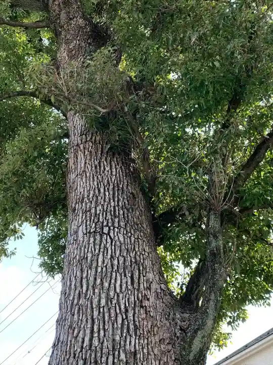 菖蒲神社の自然