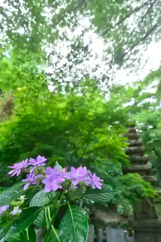 高幡不動尊　金剛寺(東京都)