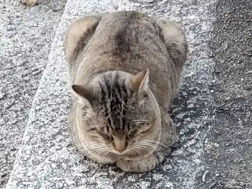 御袖天満宮の動物