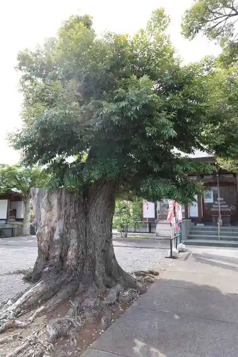 龍圓寺(埼玉県)