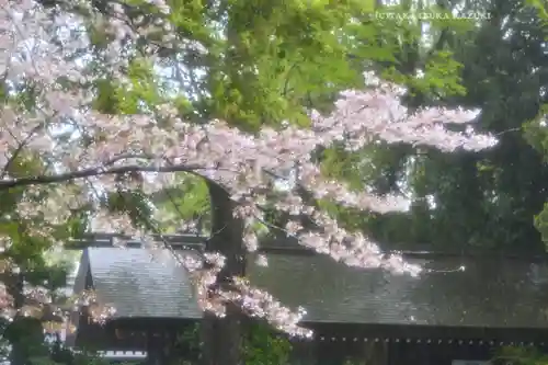 阿佐ヶ谷神明宮の自然