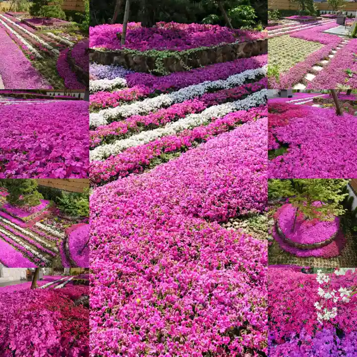 寿量山 速成寺の庭園