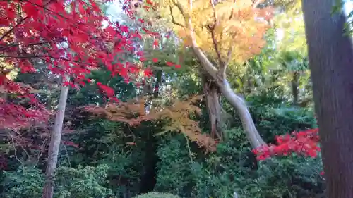 本土寺の庭園