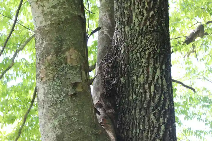 国宝 大法寺の自然