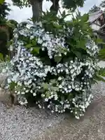 吉祥寺(埼玉県)