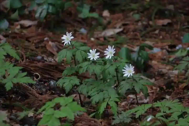 磐椅神社の自然