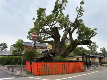 藤木社(賀茂別雷神社末社)の{uncategorized: "未分類", other: "その他", undefined: "問題あり", building: "その他建物", grave: "お墓", sacred_gate: "鳥居", guardian: "狛犬", statue: "像", buddha: "仏像", history: "歴史", nature: "自然", garden: "庭園", animal: "動物", pagoda: "塔", temizu: "手水舎", mountain_gate: "山門・神門", sanctuary: "本殿・本堂", subordinate: "末社・摂社", art: "芸術", scenery: "景色", jizo: "地蔵", ema: "絵馬", goshuin: "御朱印", omikuji: "おみくじ", items: "授与品その他", amulet: "お守り", goshuincho: "御朱印帳", eats: "食事", festival: "お祭り", votive_dance: "神楽", shichigosan: "七五三参", wedding: "結婚式", experience: "体験その他", initially: "初詣", around: "周辺", anti_infection: "感染症対策"}