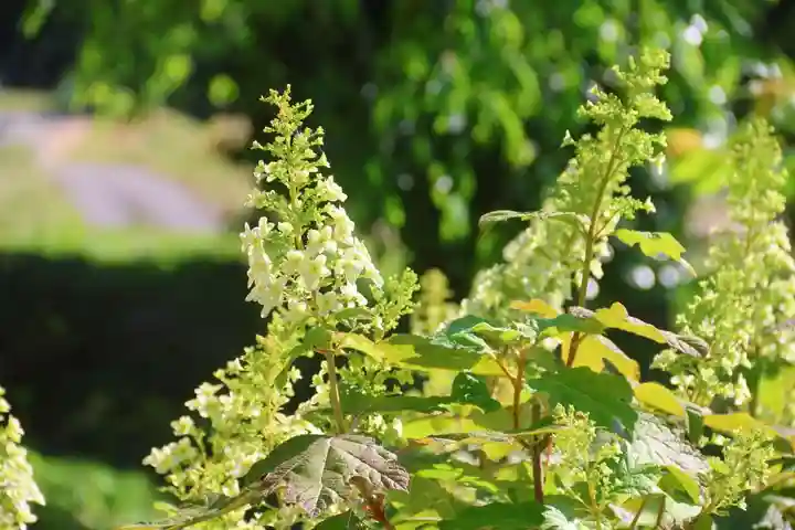 阿久津「田村神社」(郡山市阿久津町)旧社名:伊豆箱根三嶋三社の庭園