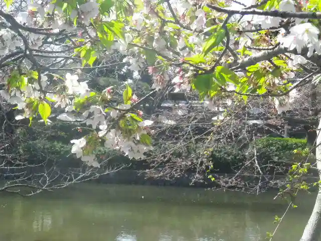 鶴岡八幡宮の自然