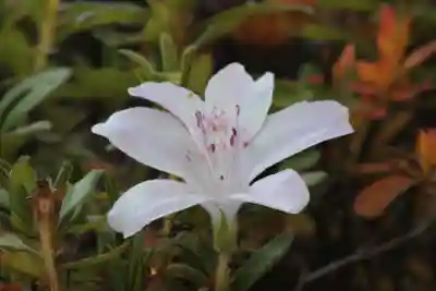 国宝 大法寺の自然