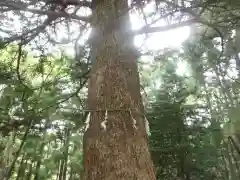 天照御祖神社の自然