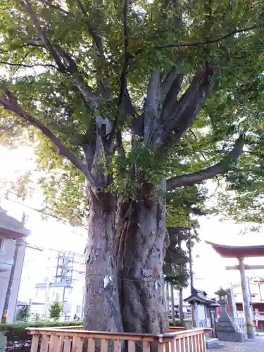 住吉神社の自然