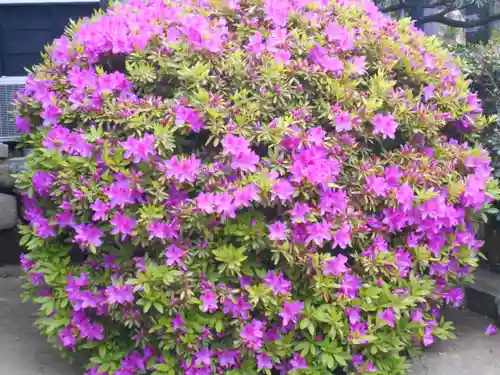 極楽寺（霊鷲山感應院極楽律寺）の自然