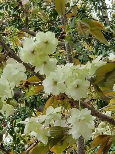 沙沙貴神社の自然