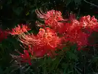 金刀比羅神社の自然