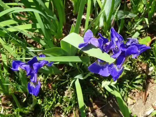 伊勢原 法泉寺の自然