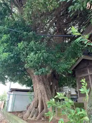 白旗神社の自然