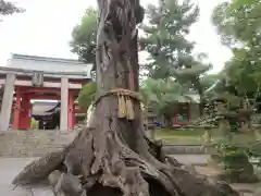 住吉大社の自然