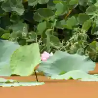 鏡石鹿嶋神社 *安産・開運・勝利の神さま*(福島県)