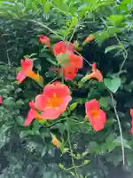 大山祇神社の自然