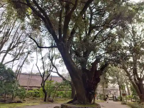 賀茂別雷神社（上賀茂神社）の{uncategorized: "未分類", other: "その他", undefined: "問題あり", building: "その他建物", grave: "お墓", sacred_gate: "鳥居", guardian: "狛犬", statue: "像", buddha: "仏像", history: "歴史", nature: "自然", garden: "庭園", animal: "動物", pagoda: "塔", temizu: "手水舎", mountain_gate: "山門・神門", sanctuary: "本殿・本堂", subordinate: "末社・摂社", art: "芸術", scenery: "景色", jizo: "地蔵", ema: "絵馬", goshuin: "御朱印", omikuji: "おみくじ", items: "授与品その他", amulet: "お守り", goshuincho: "御朱印帳", eats: "食事", festival: "お祭り", votive_dance: "神楽", shichigosan: "七五三参", wedding: "結婚式", experience: "体験その他", initially: "初詣", around: "周辺", anti_infection: "感染症対策"}