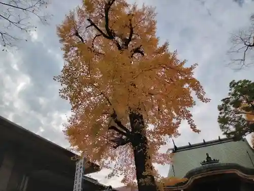 諏訪神社の自然