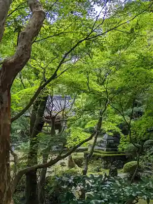 勝持寺（花の寺）(京都府)