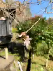 岡太神社の自然