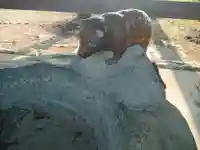 熊野八幡神社の狛犬