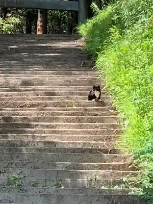 瀧口神社の動物