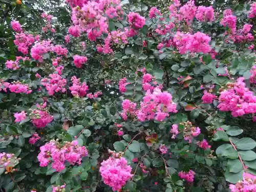 横浜　西方寺の自然