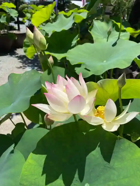 香勝寺(静岡県)