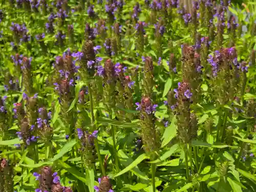 唐招提寺(奈良県)