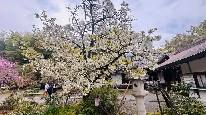 平野神社(京都府)