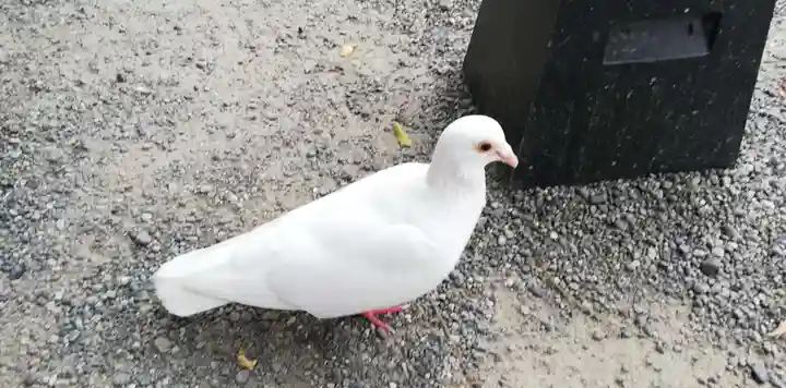 鶴岡八幡宮の動物