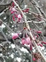 伏木香取神社の自然