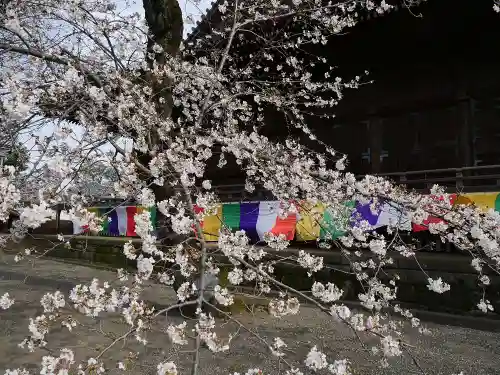 寛永寺(根本中堂)の自然