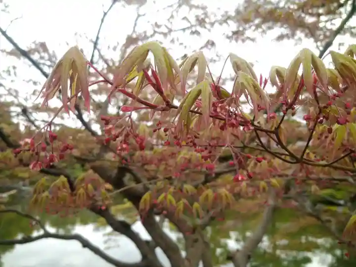 平安神宮の自然