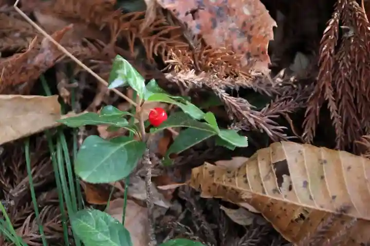 鹿島大神宮の自然