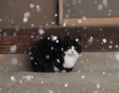 今市報徳二宮神社(栃木県)