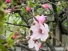 今宮戎神社の自然