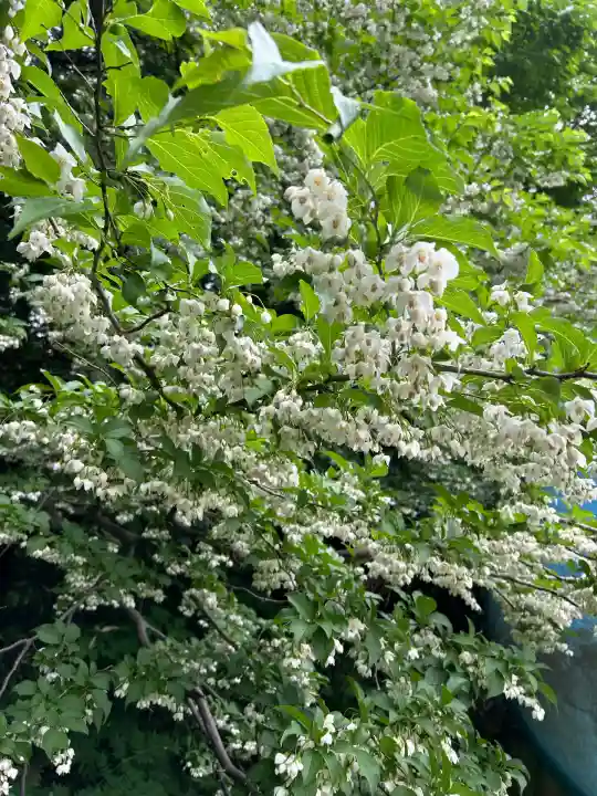 白山神社(新潟県)