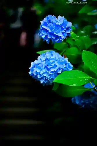 明月院(神奈川県)