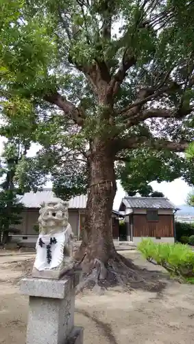 素盞嗚尊神社の狛犬